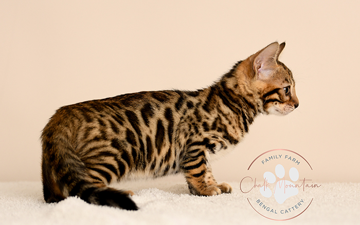 Bengal kitten for sale